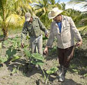 Integran agroecología a desalinización de los suelos en Caibarién.